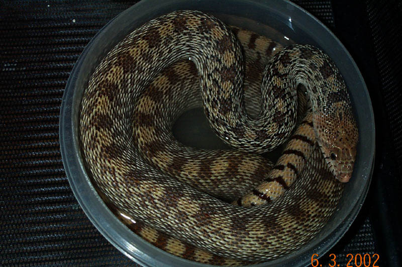 Baily - Bullsnake