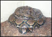 22 ft Retic
