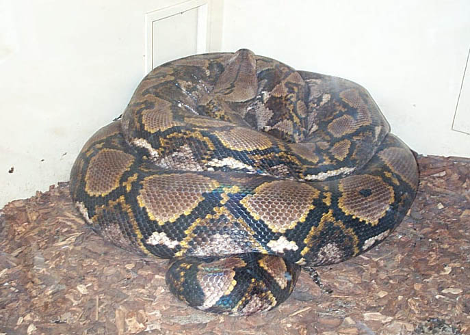 22 ft Retic