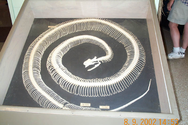 Burm Skeleton