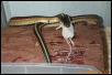 Garter eating a hopper