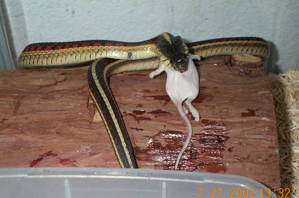 Garter eating a hopper