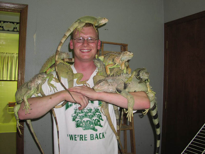 Pile 'o Iguanas