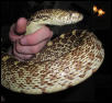 (Pit) Bullsnake