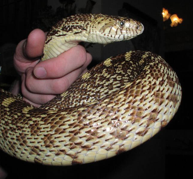 (Pit) Bullsnake
