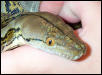 0.1 Retic Head Shot