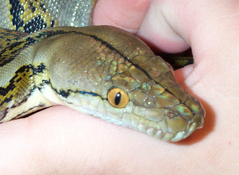 0.1 Retic Head Shot