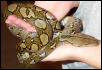 Retic Body Shot