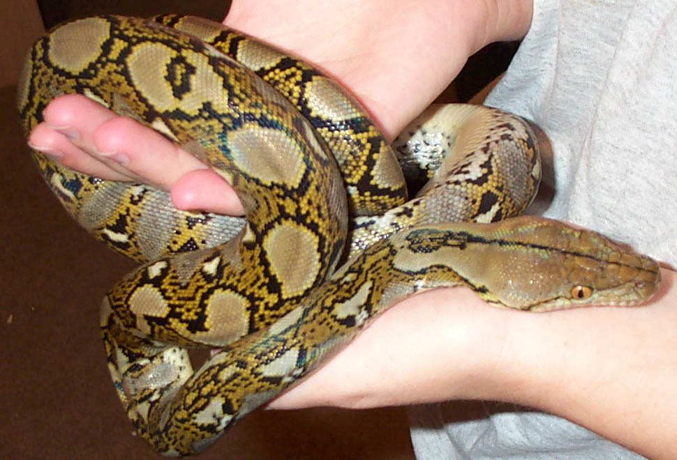 Retic Body Shot