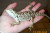 RJ, Bearded Dragon