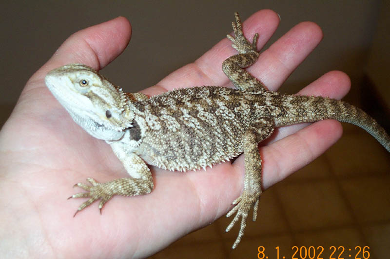 RJ, Bearded Dragon