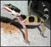 Baby gecko