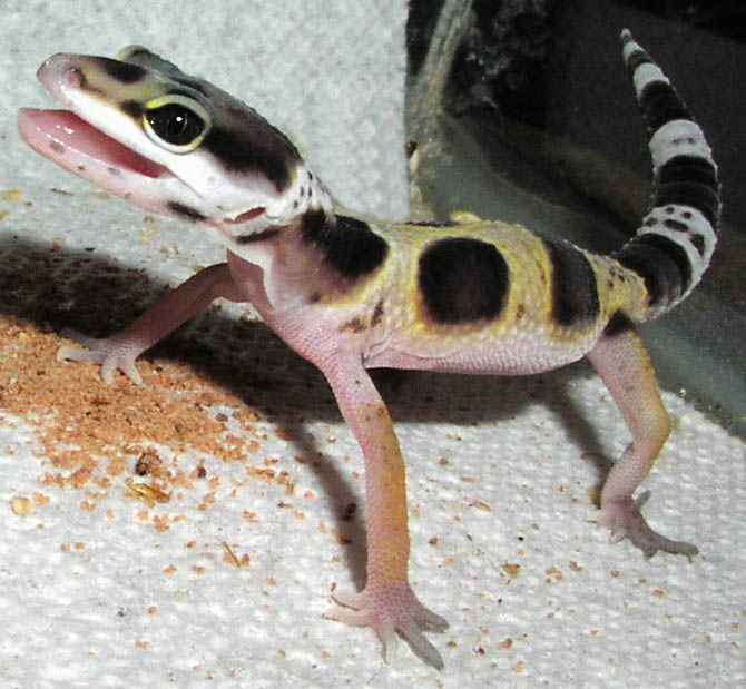 Baby gecko