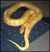 Zeus - Albino Burm