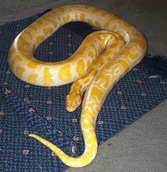 Zeus - Albino Burm