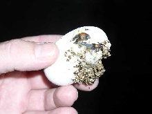 cherry head hatching