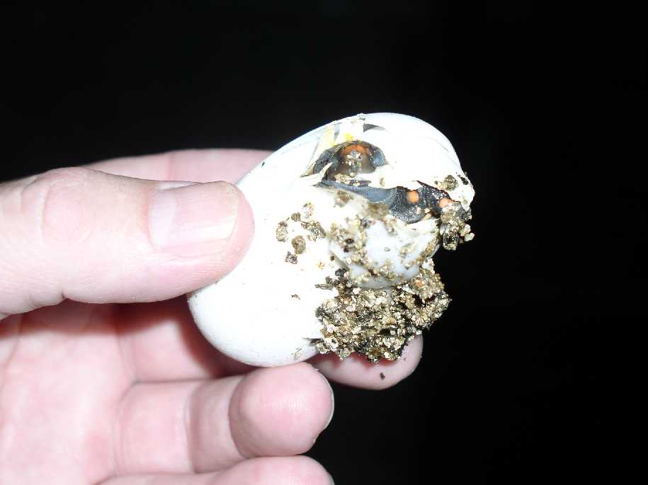 cherry head hatching