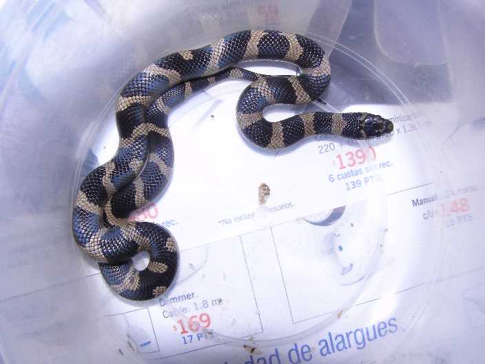 Hypermelanistic calking 2