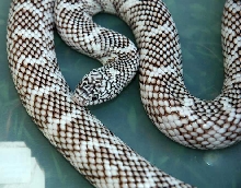 axanthic close up