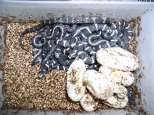 mixed calking clutch