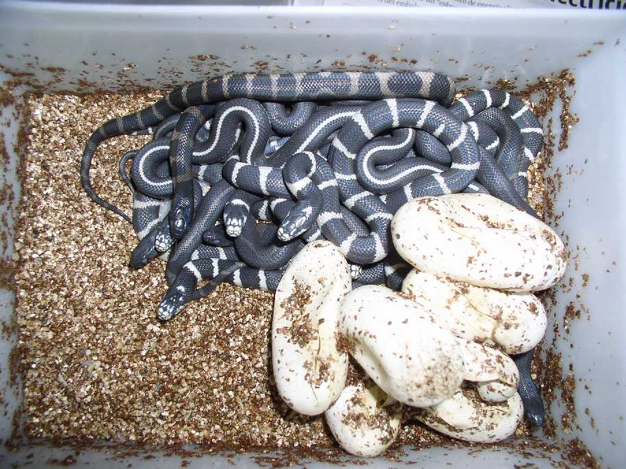 mixed calking clutch