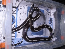 calking het melanistic female