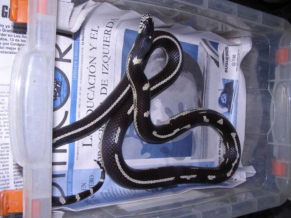 calking het melanistic female