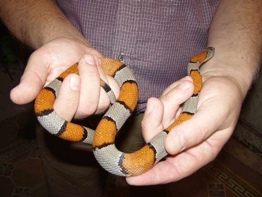 female alterna