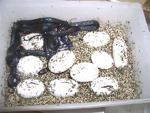 Mussuranas hatching