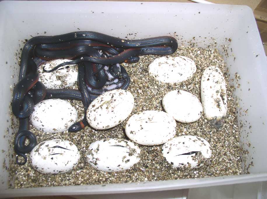 Mussuranas hatching