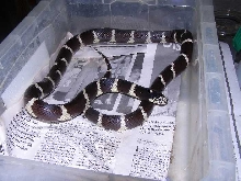 calking het melanistic male