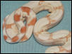 Female Sharp Strain Albino