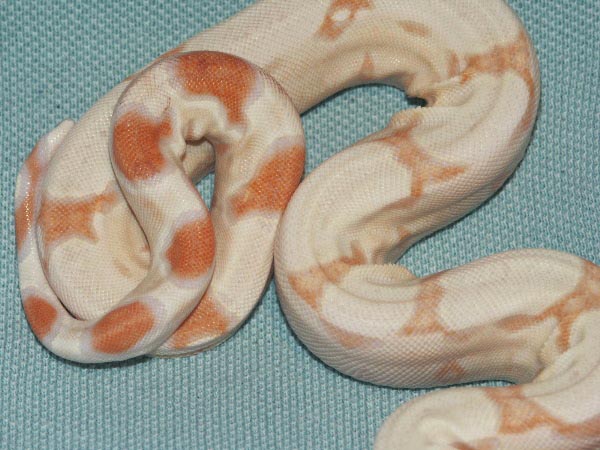 Female Sharp Strain Albino