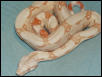 Male Sharp Strain Albino