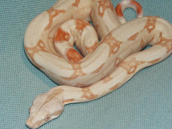 Male Sharp Strain Albino
