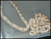 Sharp Strain Albino babies