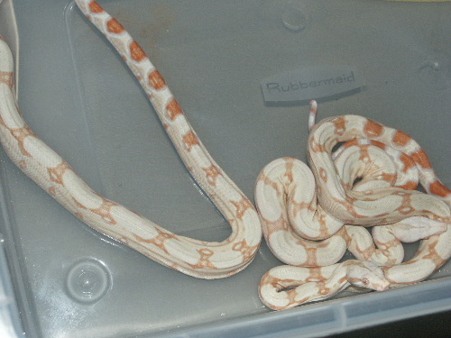 Sharp Strain Albino babies