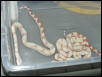 Sharp Strain Albino Babies