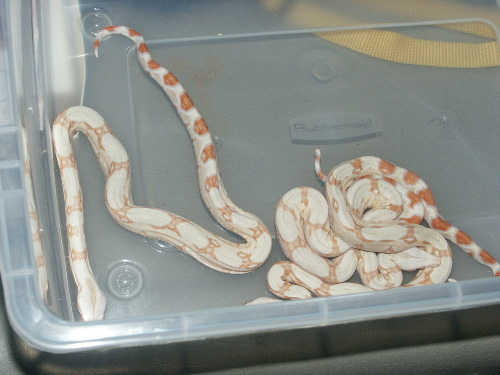 Sharp Strain Albino Babies