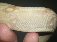 17 month old Sharp Strain body