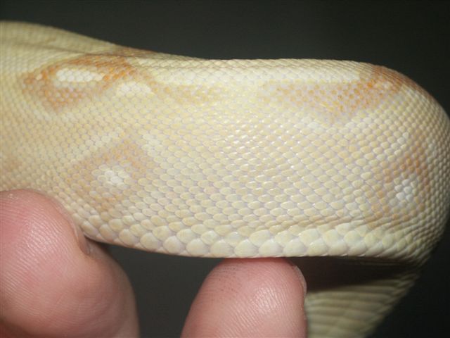 17 month old Sharp Strain body