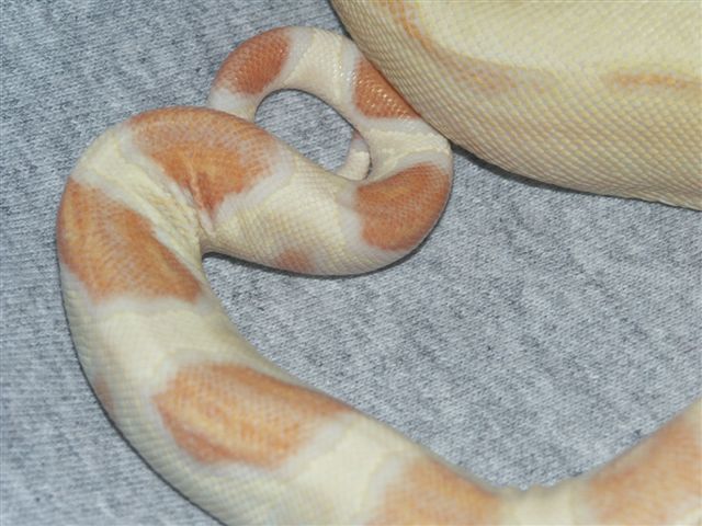 17 month old male Sharp Strain tail