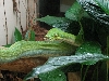Green Tree Python