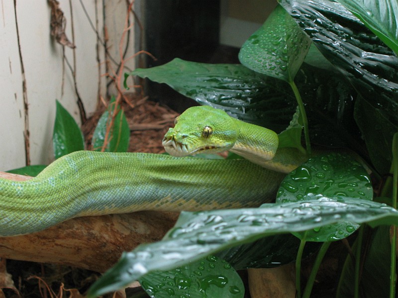 Green Tree Python