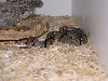 Banded Rock Rattlesnakes copulating