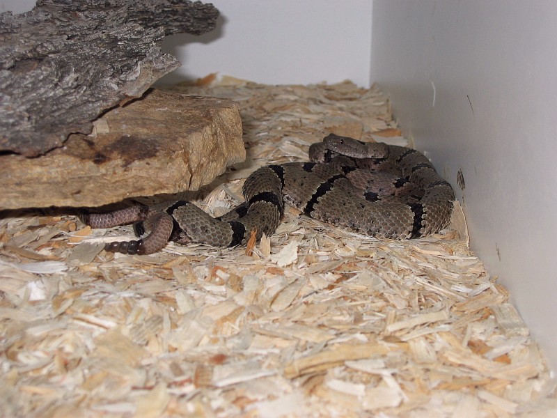 Banded Rock Rattlesnakes copulating