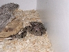 Banded Rock Rattlesnakes copulating