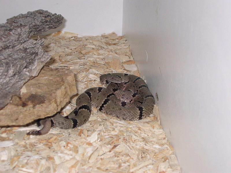 Banded Rock Rattlesnakes copulating