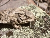Mountain Short-horned Lizard