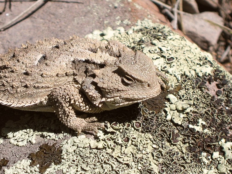 Mountain Short-horned Lizard